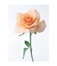 Artjini Blooming Rose Flower Painting