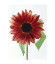 Artjini Bright Red Gerbera Painting
