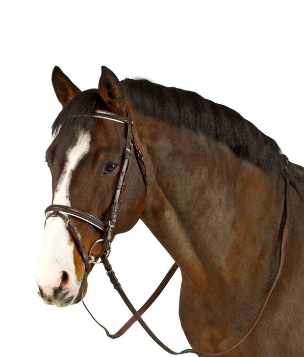 Fouganza ESSEN SNAFFLE BRIDLE Horse Riding LUNGING or TRAINING AIDS