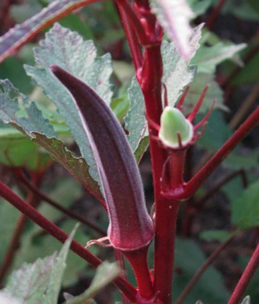 Nelesa Gardening Red Burgundy Okra Abelmoscgus Esculentus 30 Seeds