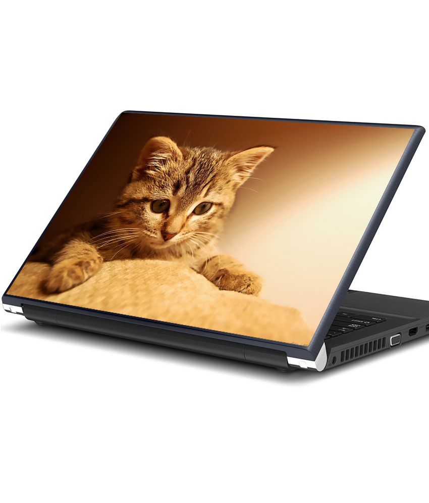 Ноутбук сатам. Кошка с ноутбуком. Cat on Notebook. Cute Laptop.