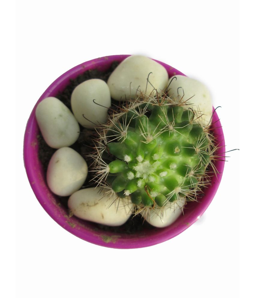 A' Bonsai Small Designer Cactus Gifting Live Plant Buy A' Bonsai Small
