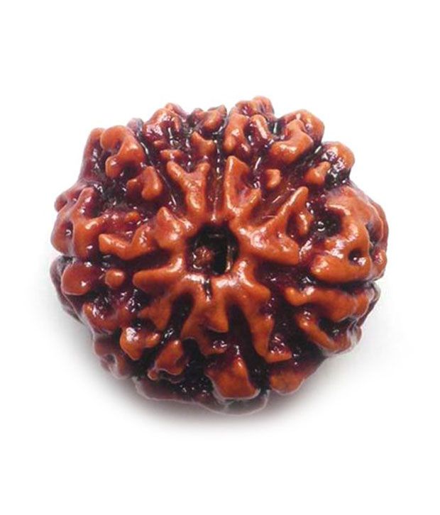     			Mahalaxmi 7 Mukhi Rudraksha