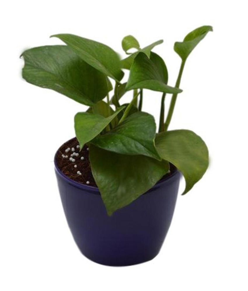 Green Living Indoor Plant Green Pothos In Purple Plastic Pot: Buy Green