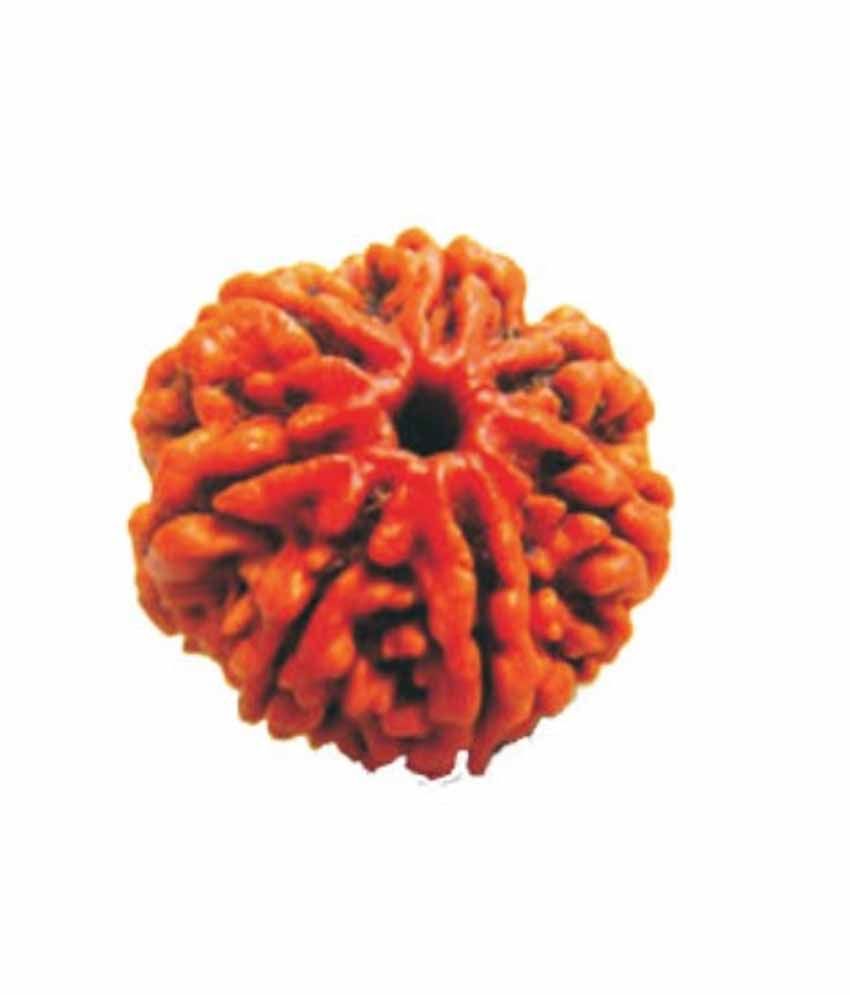     			Rudralay Brown Seven Mukhi Certified Rudraksha Fengshui