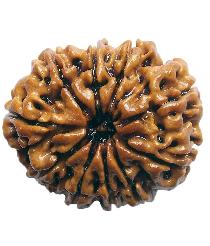     			Rudra Gems Igl Certified Premium 10 Mukhi Nepal Rudraksha - 26.33mm