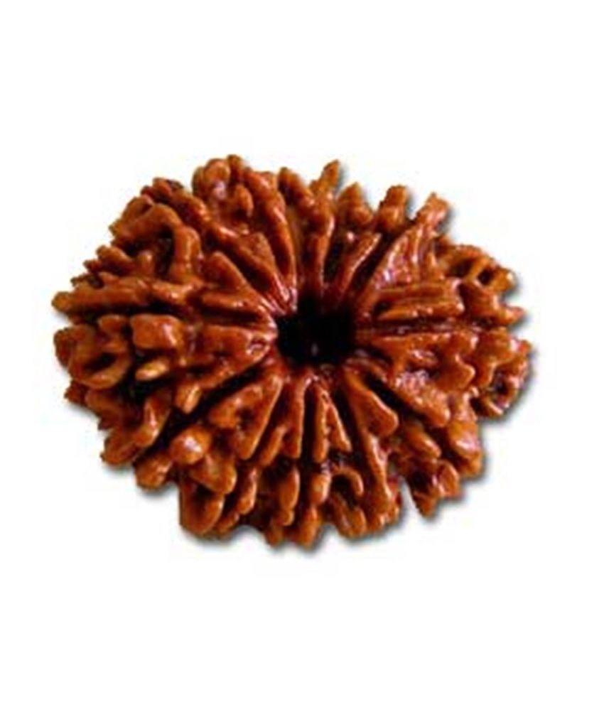     			Religious Kart Brown 7 Mukhi Rudraksha