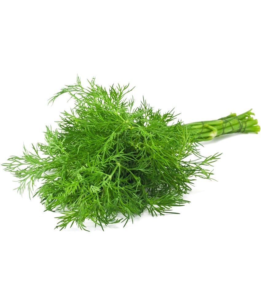 Chhajedgarden Dill Seeds 75 Seeds Buy Chhajedgarden Dill Seeds 75 Seeds Online At Low Price Snapdeal If you decide to plant dill in your garden, you can cultivate it for yourself with minimal effort. snapdeal