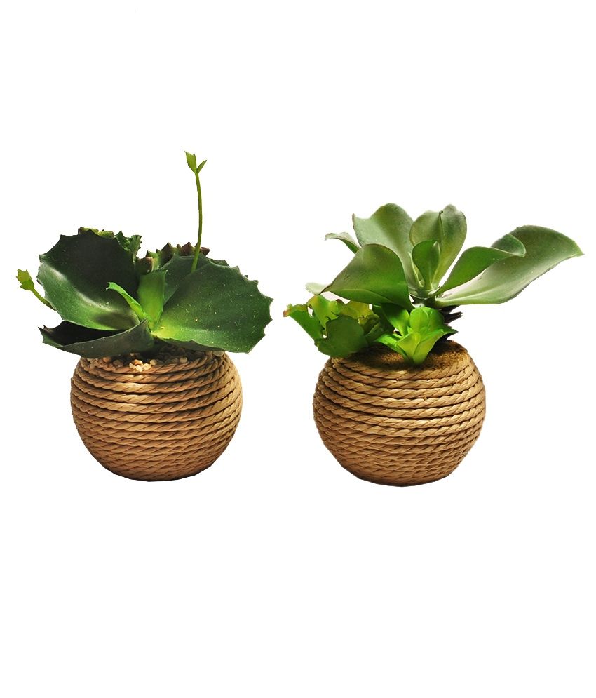 Svelte Artificial Cactus Plant In Round Stringed Pot: Buy ...