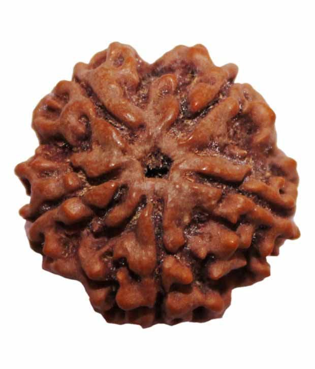     			Ganga Gems 5 Mukhi Rudraksha Round Nepali 50mm