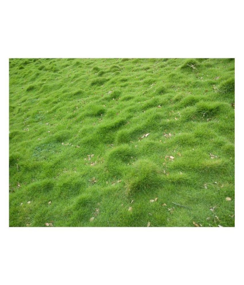 Syed Garden Grass Seeds Buy Syed Garden Grass Seeds Online at Low