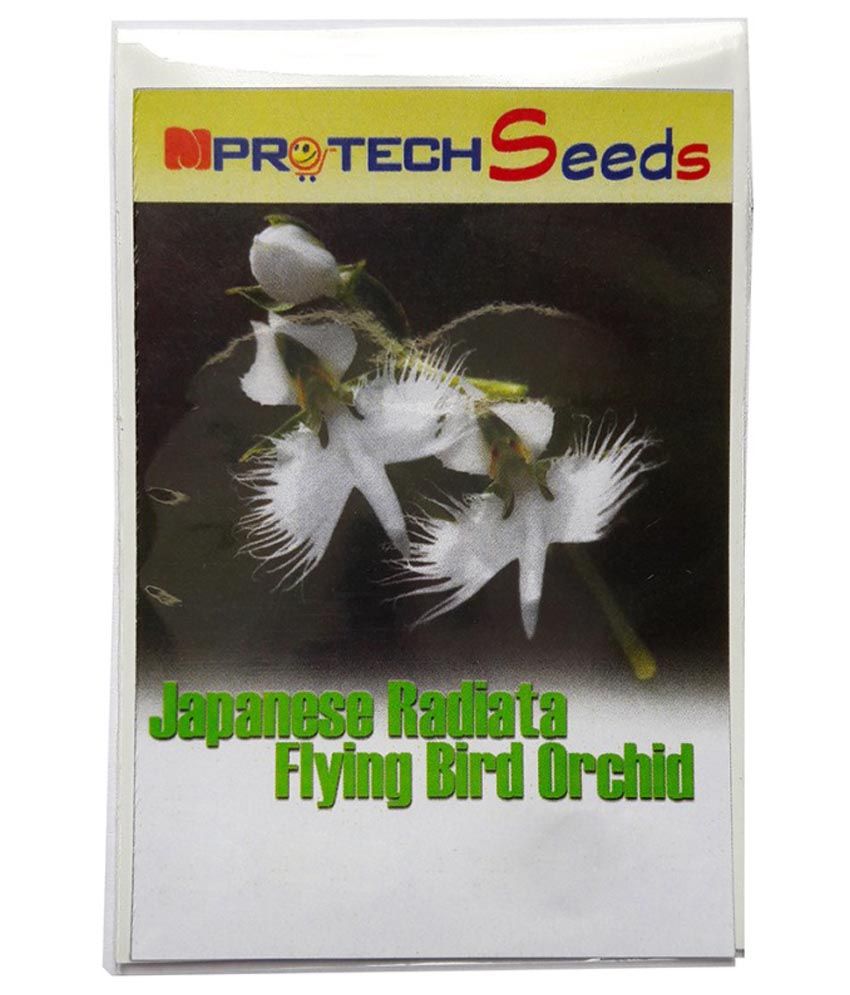 MproTech Japanese Radiata Flying Bird Orchid Seeds Buy MproTech