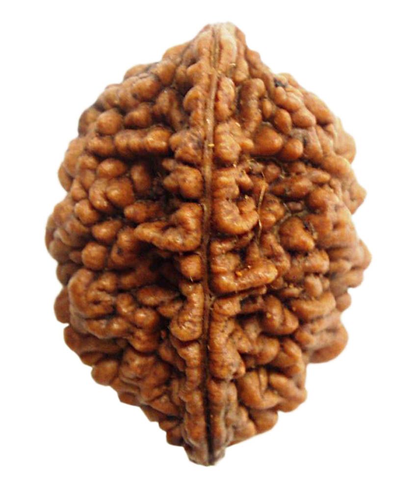     			Shree Vaibhav Sansthan Brown Wooden 2 Mukhi Rudraksh (nepali Rudraksh)