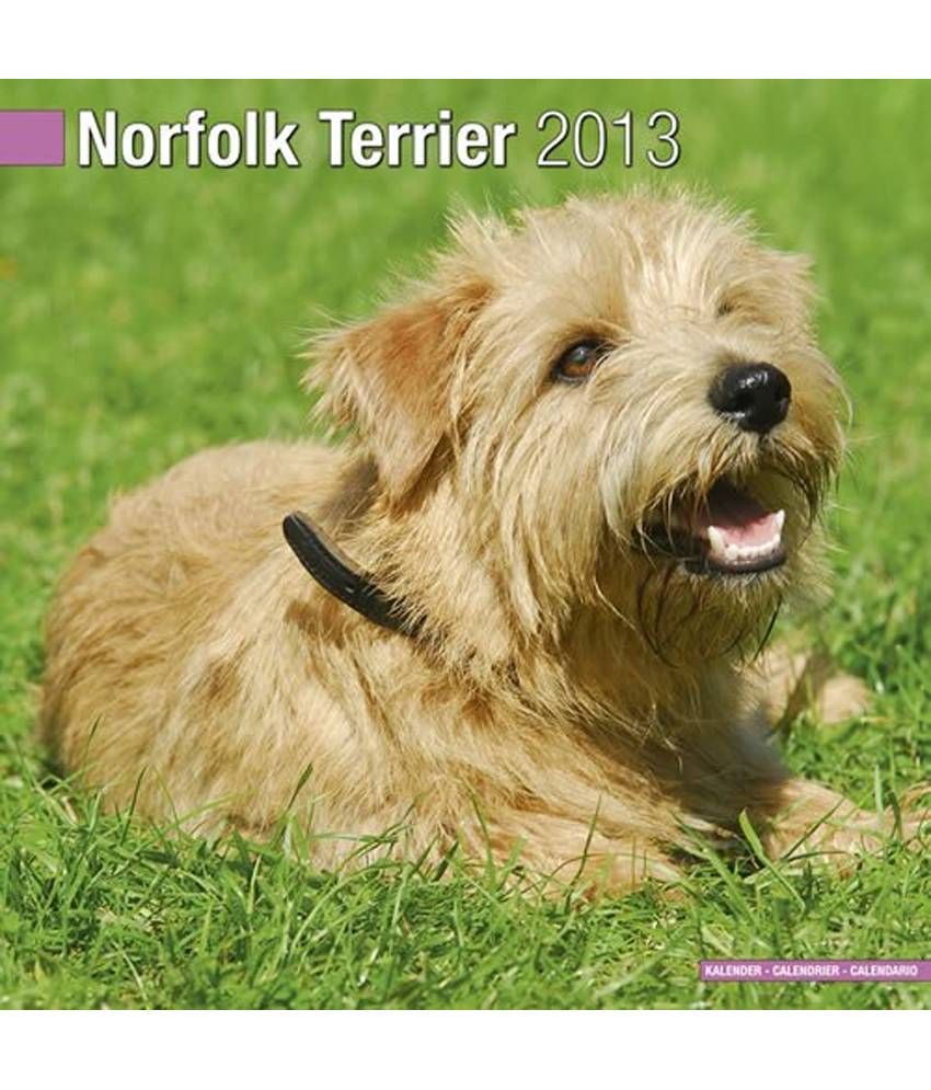 Norfolk Terrier W 13 Buy Norfolk Terrier W 13 Online At Low Price In India On Snapdeal