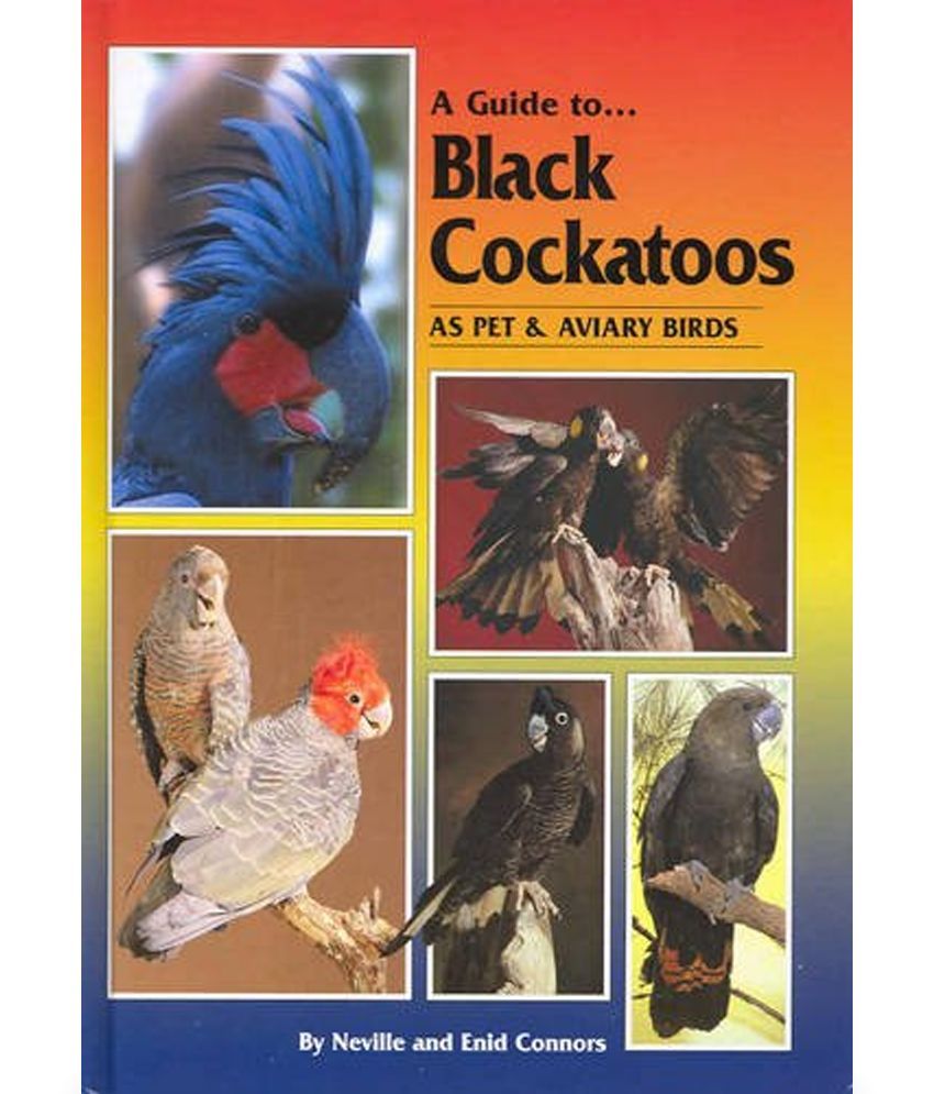 Guide To Black Cockatoos As Pet And Aviary Birds Buy Guide To