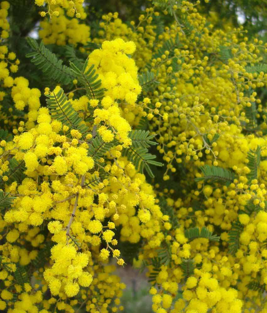 Nelesa Gardening Golden Mimosa Acacia Baileyana Yellow Wattle Tree ...