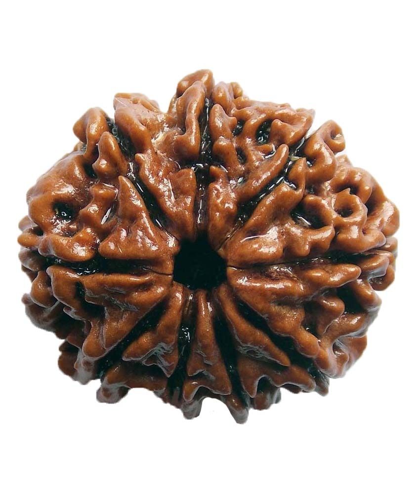     			Shopoj Ceritfied 9 Mukhi Nepal Rudraksha -brown