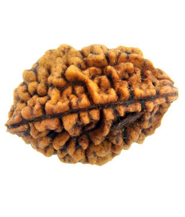     			Shopoj Certified Brown 2 Mukhi Rudraksha -brown