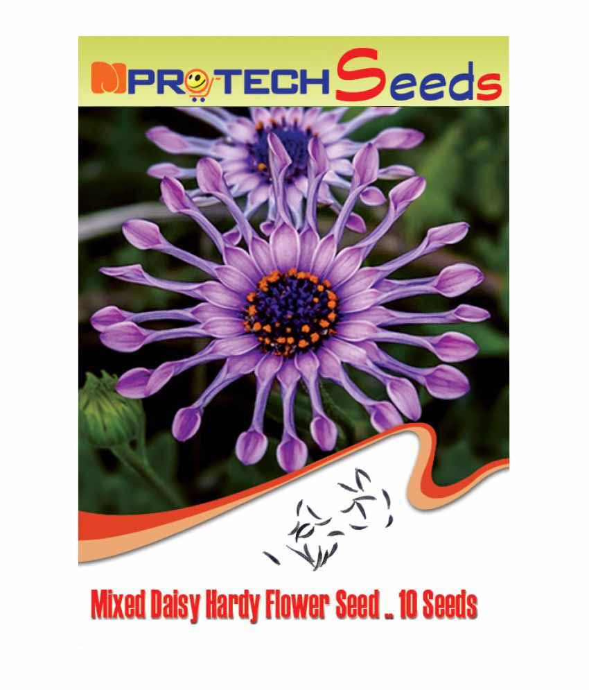 MproTech Daisy Flower Seeds Buy MproTech Daisy Flower Seeds Online