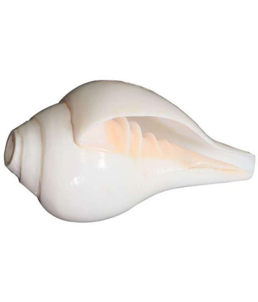     			Loud & Big Vamavarti (12 cms) Blowing Shankh  (White)