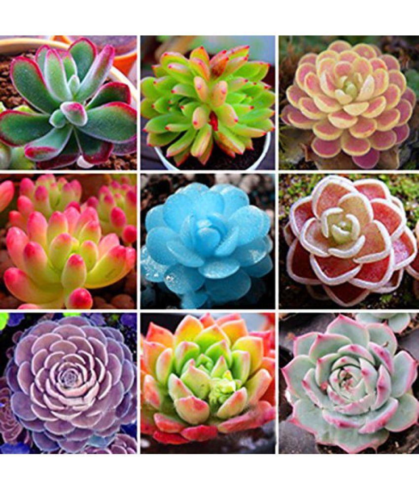 Futaba Lithops Pseudotruncatella Flower Seeds Futaba Lithops Pseudotruncatella Flower Seeds