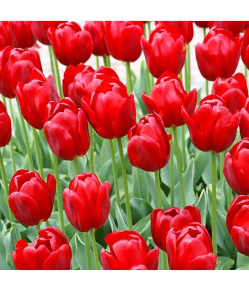     			Futaba Red Tulip Seeds Flower Seeds