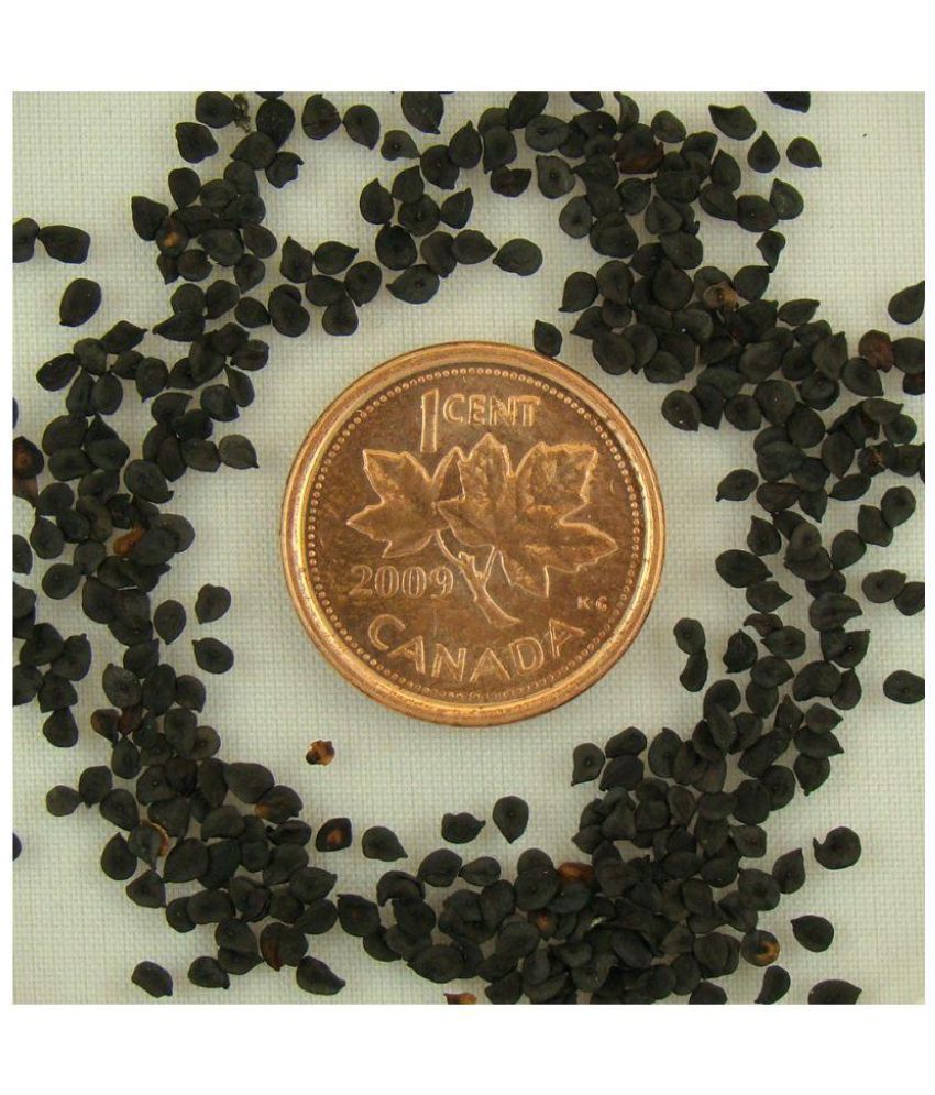 E Garden Black Rose Flower Seeds: Buy E Garden Black Rose Flower Seeds