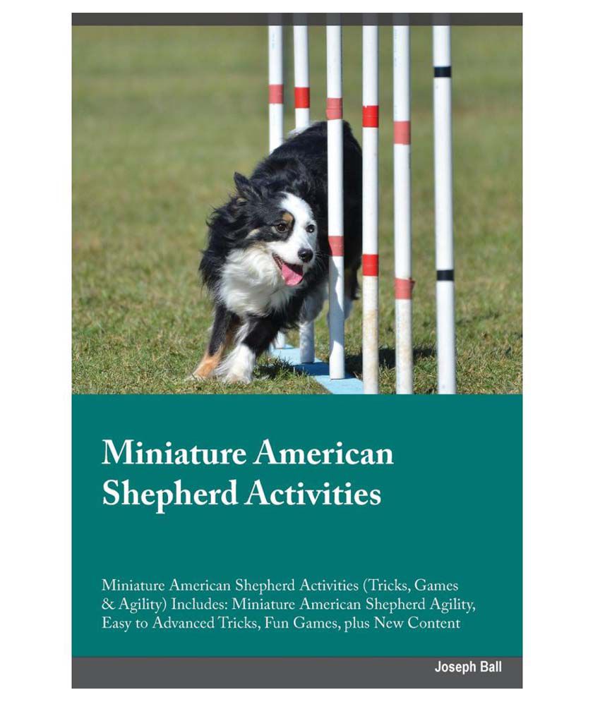 miniature american shepherd agility