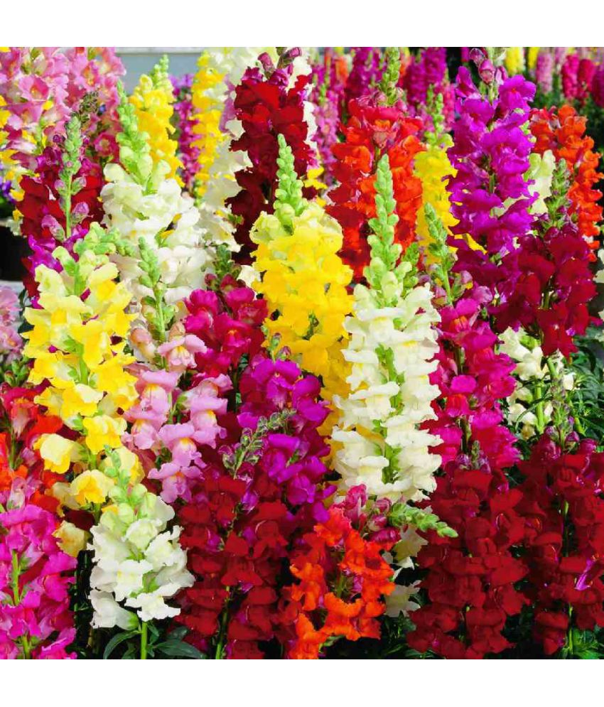 snap dragons flowers