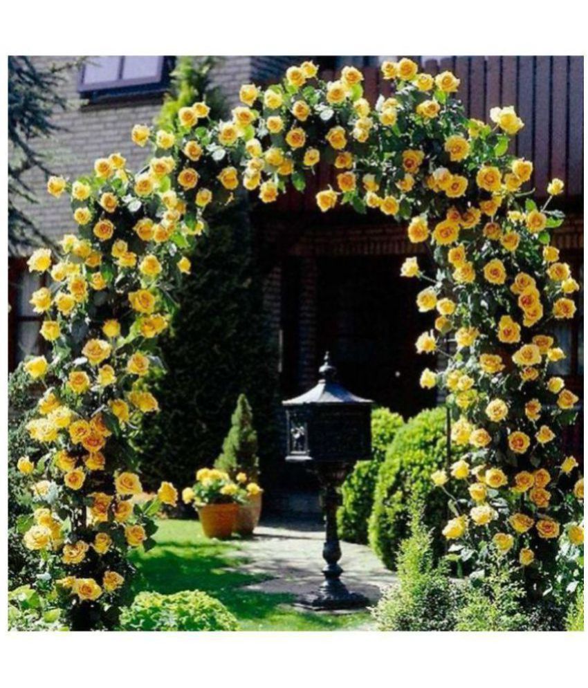 E Garden Yellow Climbing Rose Flower Seeds Buy E Garden Yellow
