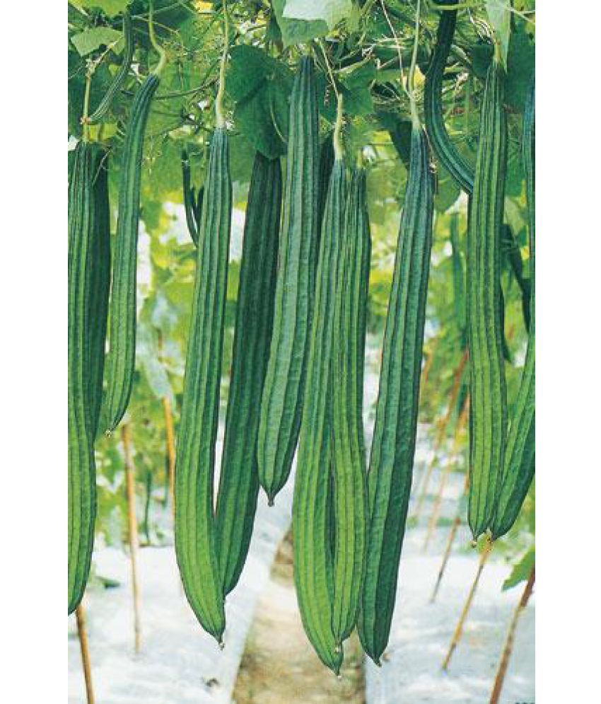 national-gardens-ridge-gourd-vegetable-seeds-buy-national-gardens