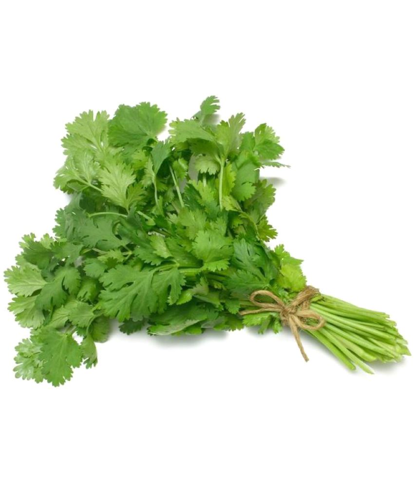     			National Gardens Coriander / Cilantro Herb Herb Seeds