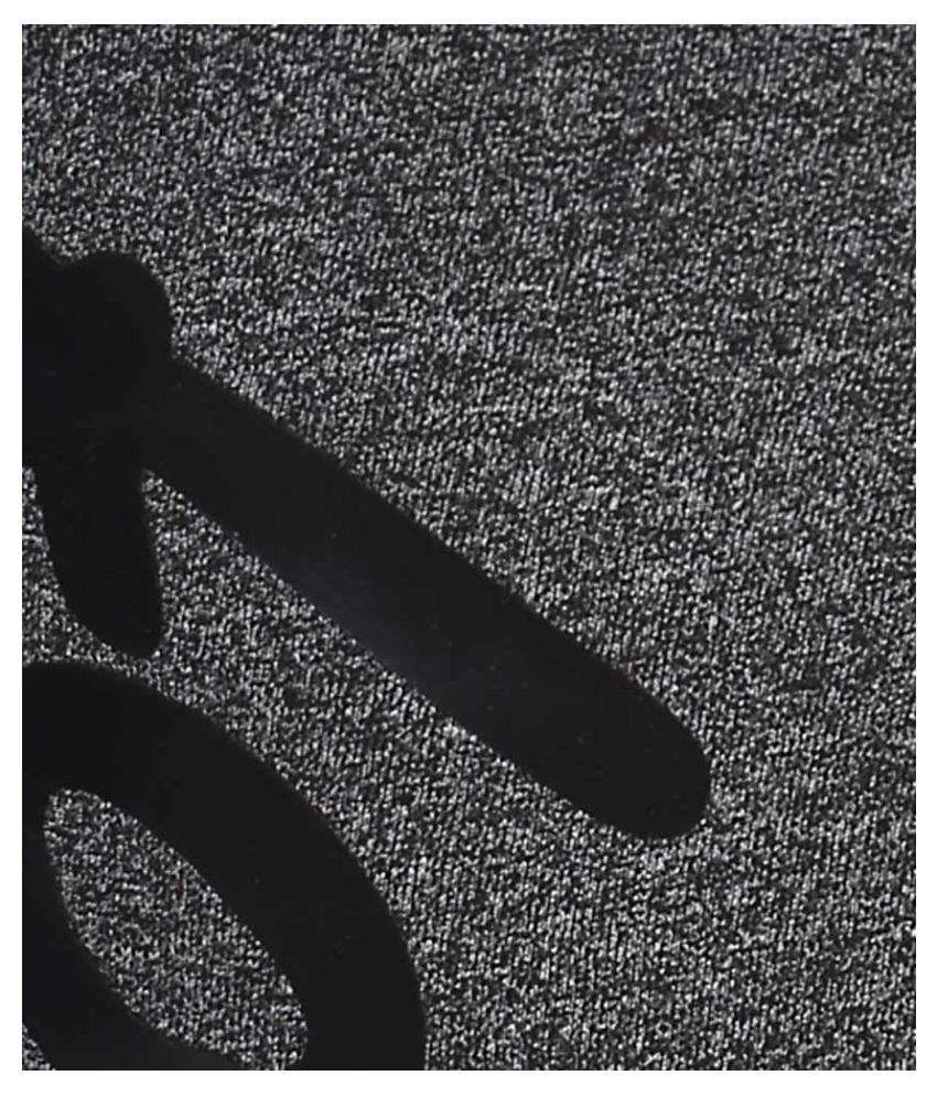 spykar jogger pants