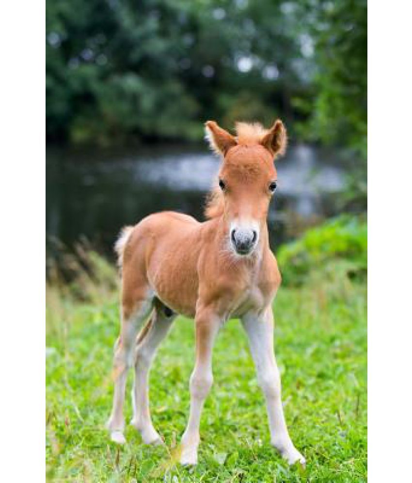 Falabella Miniature Horse Journal Buy Falabella Miniature Horse