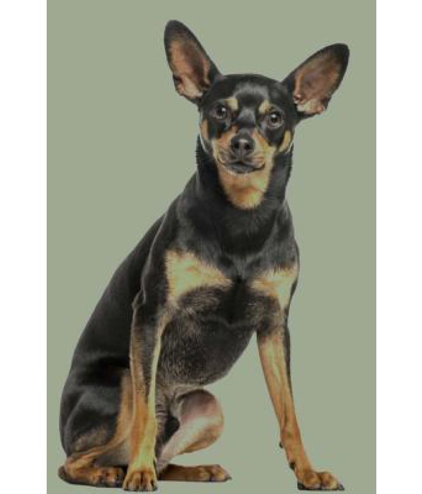 German Pinscher Buy German Pinscher Online at Low Price in India on