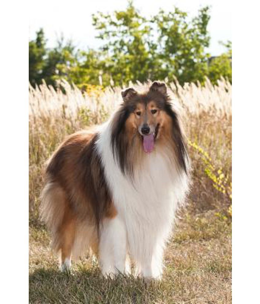 rough collie dog price