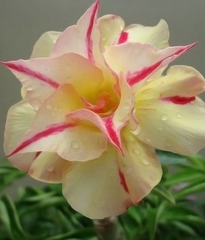 Mpro-tech Multicolour Adenium Obesum Desert Rose Flower ...