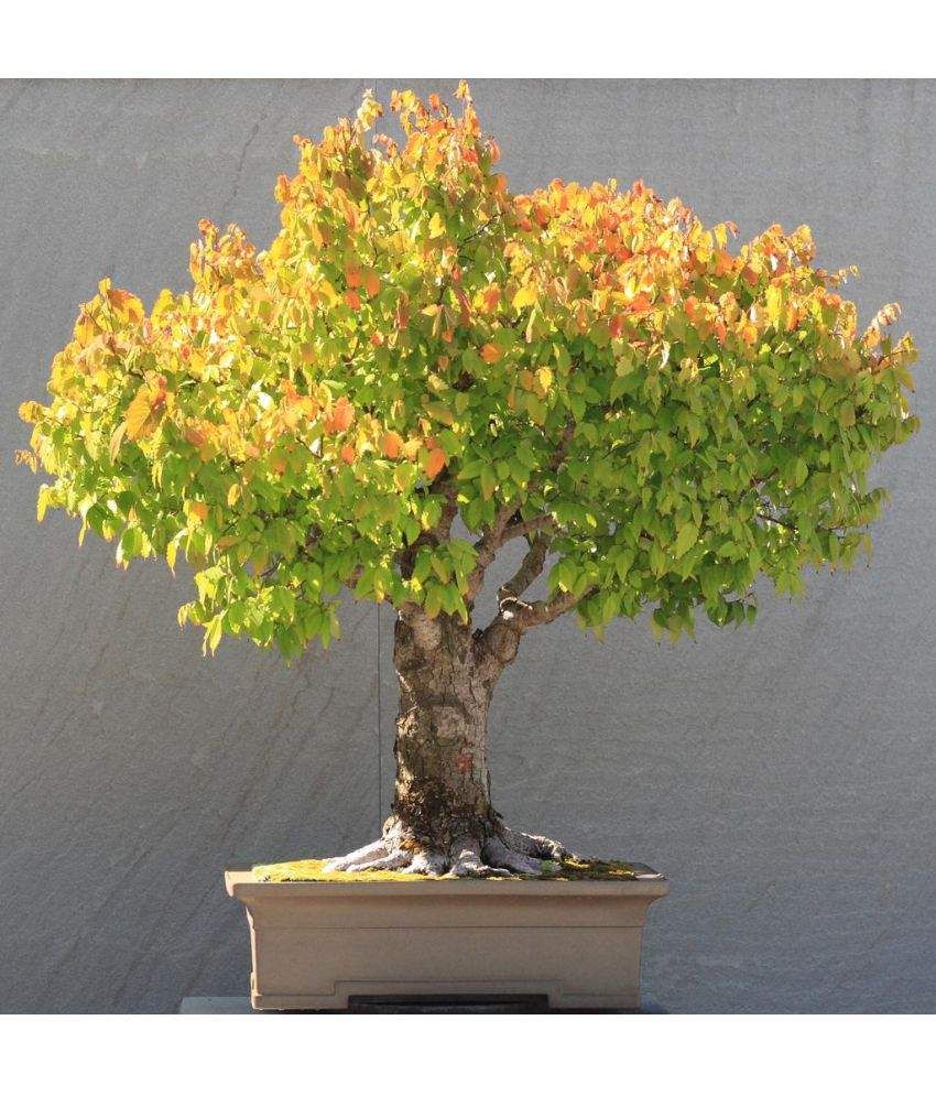 National Gardens Tree Seeds Online National Gardens Tree Seeds