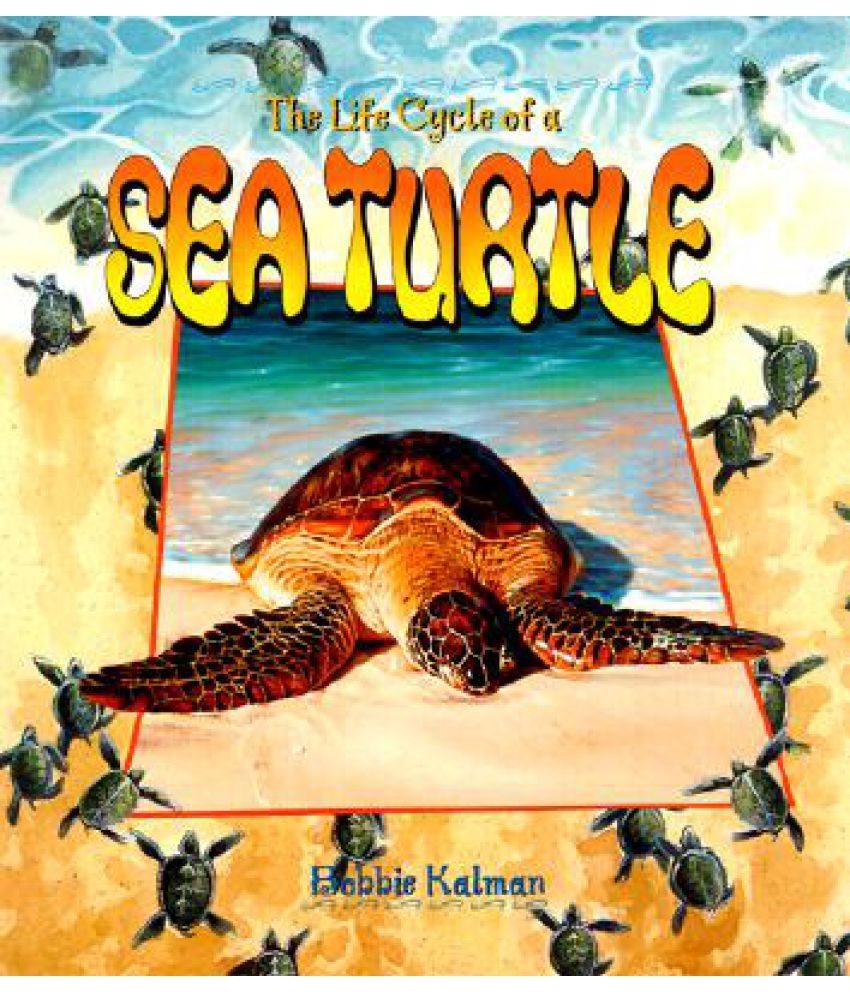 Sea Turtle Buy Sea Turtle Online at Low Price in India on Snapdeal