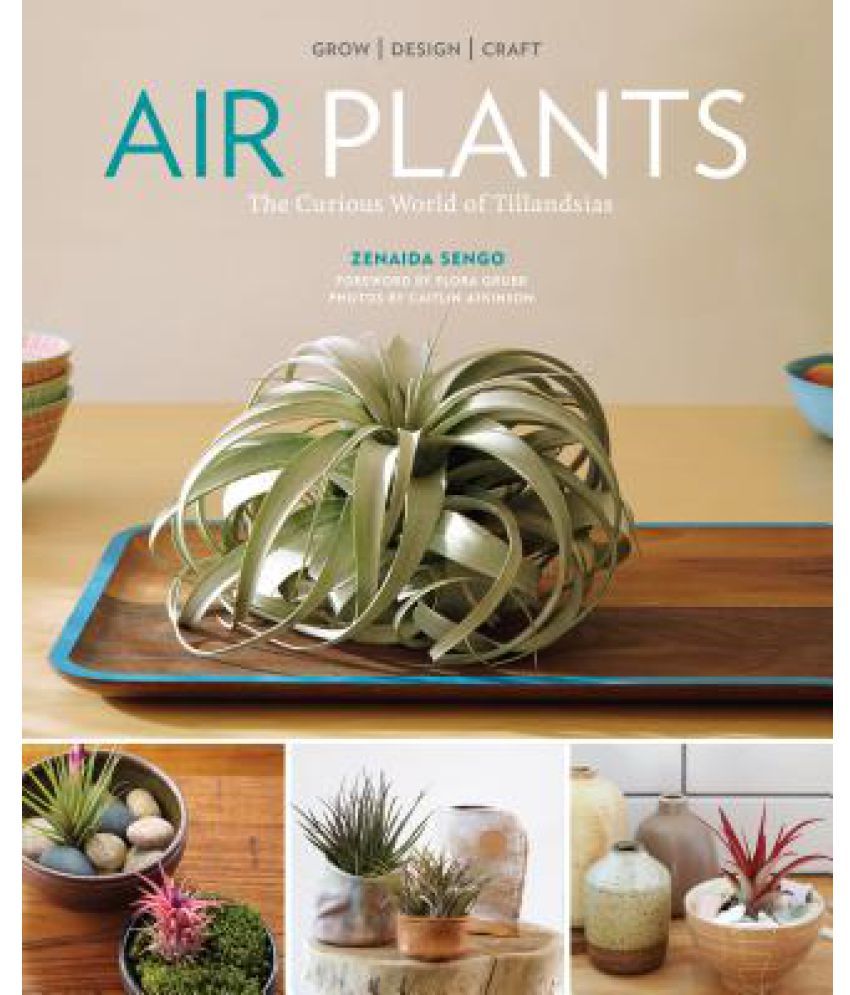 New Air Plants Buy Online 