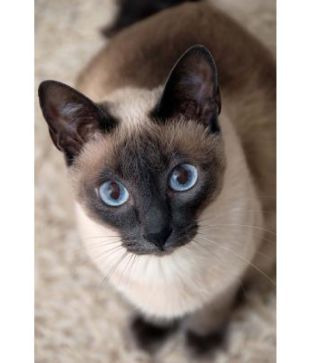 The Siamese Cat Journal Buy The Siamese Cat Journal Online At Low