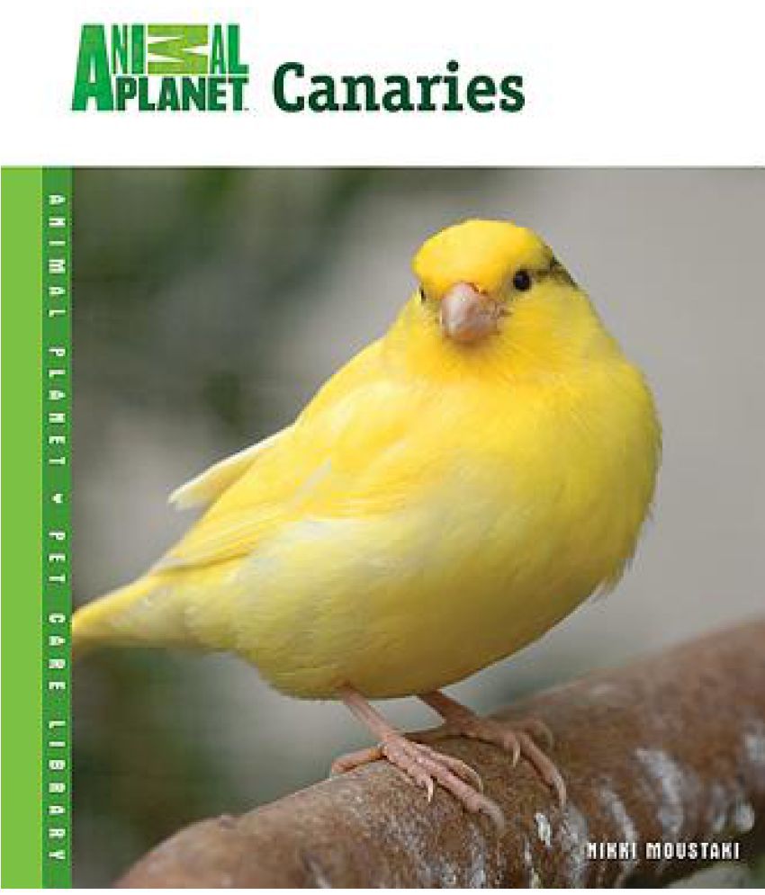 canary bird price