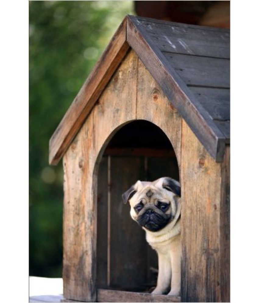 pug dog house
