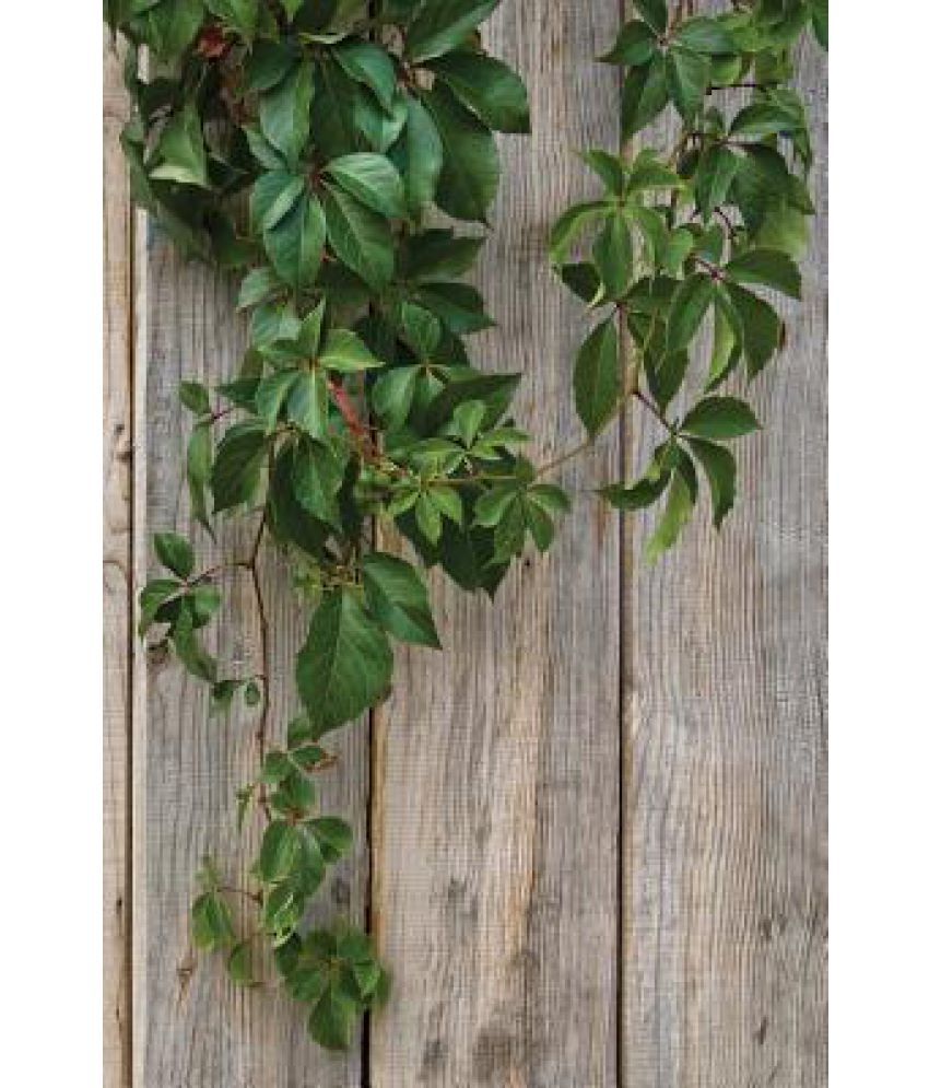 Over the Old Fence Journal Buy Over the Old Fence Journal Online at