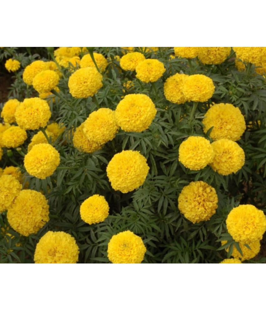     			Marigold Flower Seeds, Dhan Basanti Marigold Flower Garden Seeds Pack Of 175 Seeds