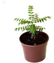 Live Nursery India Products Online At Best Prices Live Nursery Curry Leaves Kadi Patta Plant Medicinal