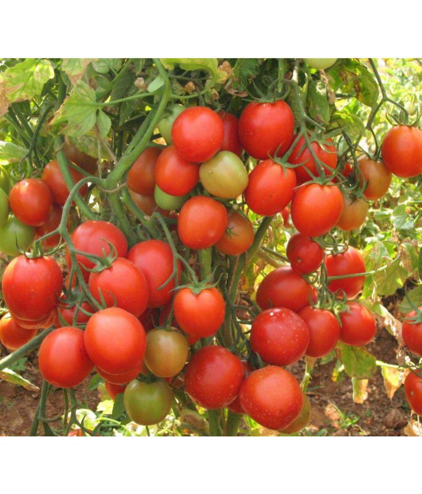     			M-Tech Gardens India'S 1St Triple Disease Resistant Tomato F1 Hybrid "Arka Rakshak" 100 Seeds