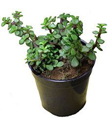 Live Plants Online Garden At Best Prices In India Quick View
