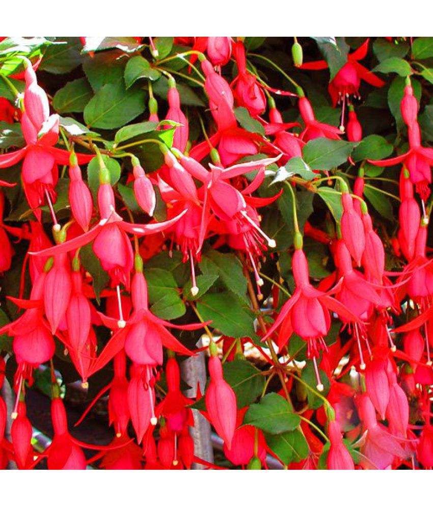 Futaba Fuchsia Bell Flower Seeds Buy Futaba Fuchsia Bell Flower Seeds