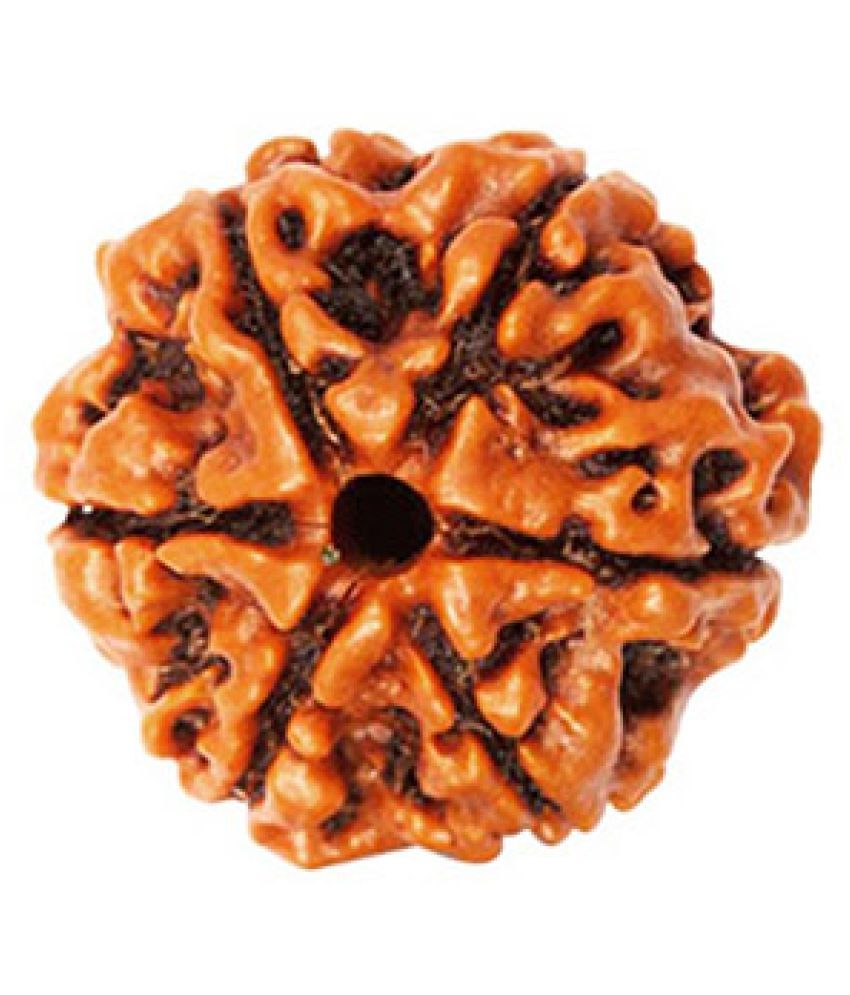     			Shivoham 6 Mukhi Rudraksha 6